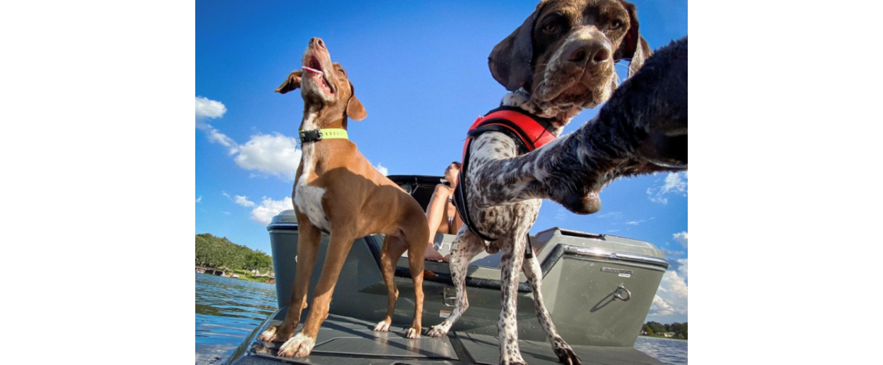 Our First Boat Dog and Doggie Boat Gear We Use - My Boat Life
